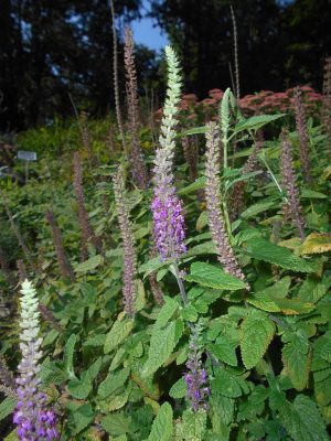 OŻANKA KAUKASKA - AROMATYCZNA, MIODODAJNA BYLINA - TEUCRIUM HIRCANICUM