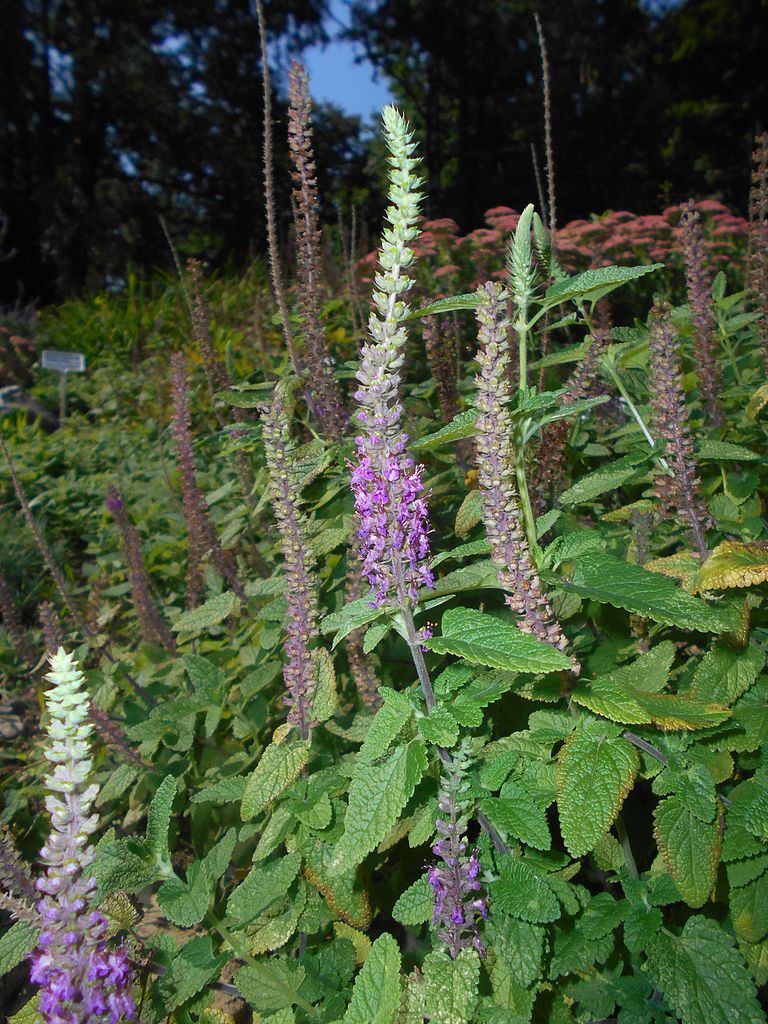 OŻANKA KAUKASKA - AROMATYCZNA, MIODODAJNA BYLINA - TEUCRIUM HIRCANICUM