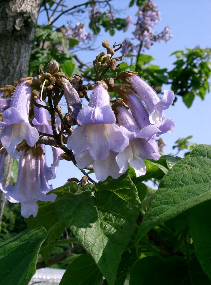 PAULOWNIA - CESARSKIE DRZEWKO SZCZĘŚCIA