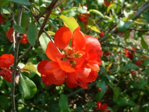 PIGWOWIEC JAPOŃSKI- POLSKIE CYTRYNY - CHAENOMELES JAPONICA