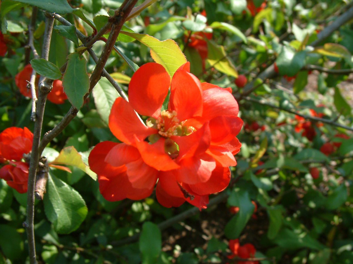 PIGWOWIEC JAPOŃSKI- POLSKIE CYTRYNY - CHAENOMELES JAPONICA