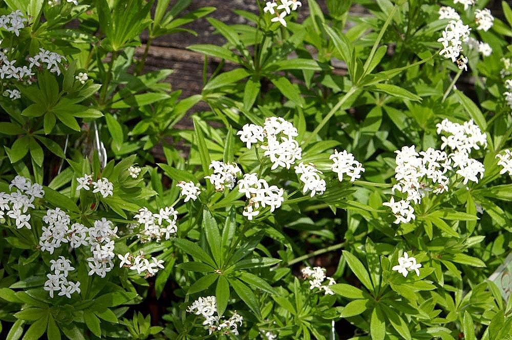 PRZYTULIA WONNA-MARZANKA- GALIUM ODORATUM!!!