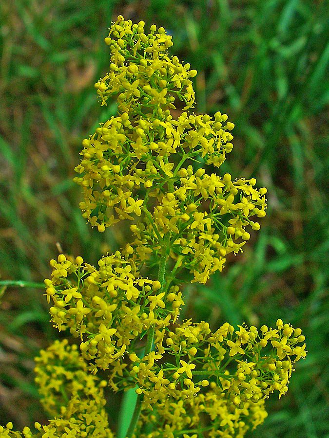 PRZYTULIA WŁAŚCIWA ŻÓŁTA - GALIUM VERUM