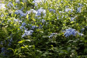 OŁOWNIK USZKOWATY- 180 DNI KWITNIE - PLUMBAGO CAPENSIS