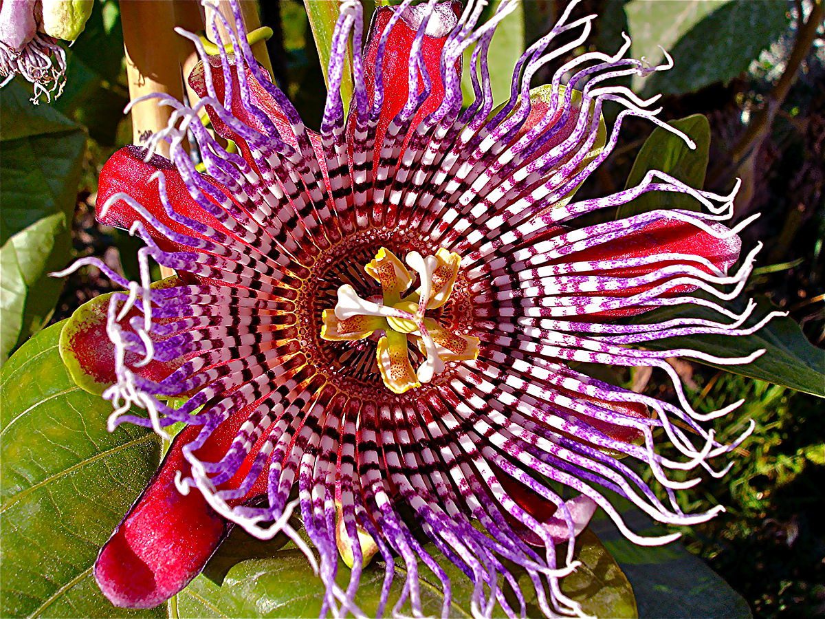 MĘCZENNICA OLBRZYMIA - PASSIFLORA QUADRANGULARIS - CO ZA OKAZ!!!
