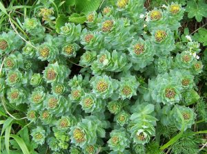 RÓŻENIEC GÓRSKI - ZŁOTY KORZEŃ - RHODIOLA ROSEA