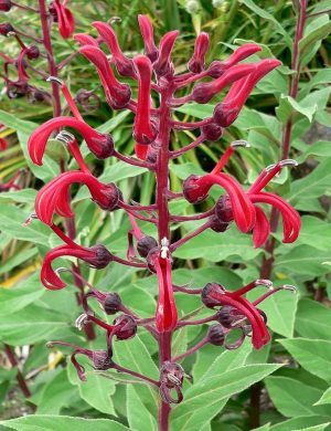 LOBELIA TUPA - TABACO EL DIABLO - TYTOŃ DIABŁA