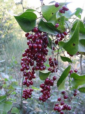 SARSAPARILLA - SMILAX OFFICINALIS - AFRODYZJAK I STERYDY!!!
