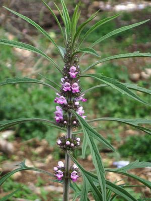 SERDECZNIK SYBERYJSKI-UŻYWKA DO PALENIA - MARIHUANILLA - LEONURUS SIBIRICUS