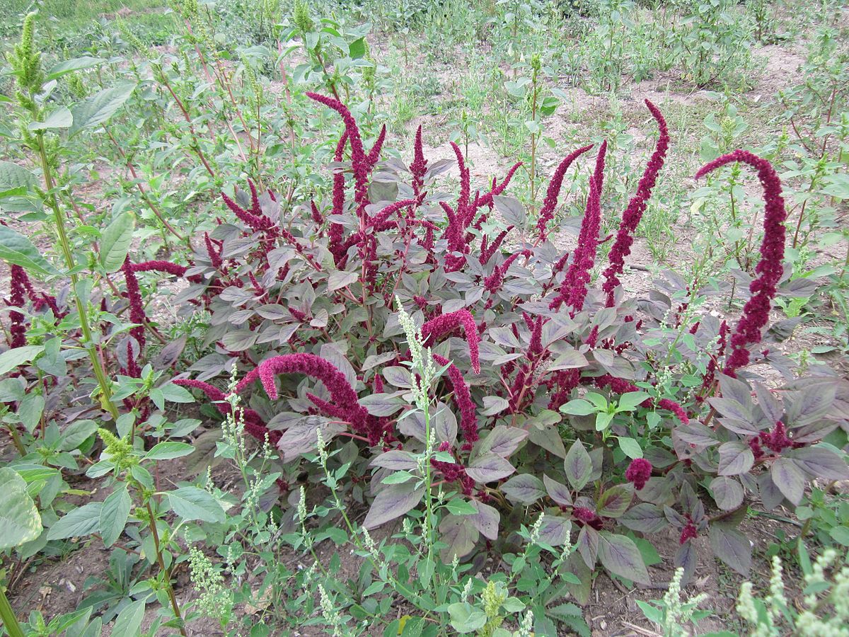 SZARŁAT WYNIOSŁY-CHIŃSKI SZPINAK - AMARANTHUS RED LEAF