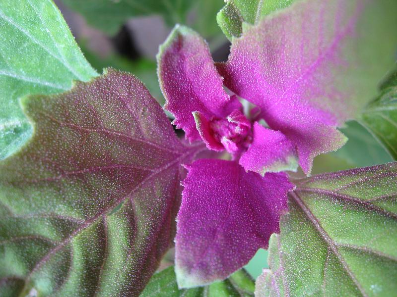 SZPINAK DRZEWIASTY - CHENOPODIUM GIGANTEUM