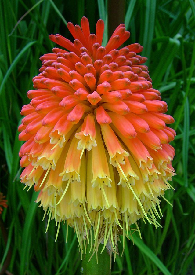 TRYTOMA ROYAL- KOLOROWE MACZUGI-KNIPHOFIA