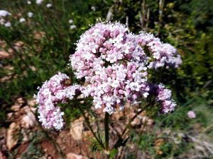 SPOKOJNY SEN - VALERIANA OFFICINALIS - KOZŁEK LEKARSKI