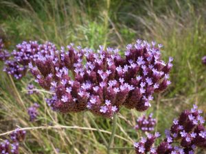 WERBENA PATAGOŃSKA - VERBENA BONARIENSIS