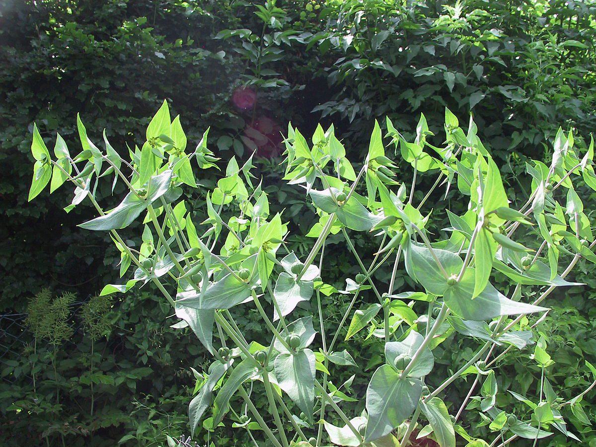 WILCZOMLECZ GROSZKOWY - EUPHORBIA LATHYRIS- anty kret