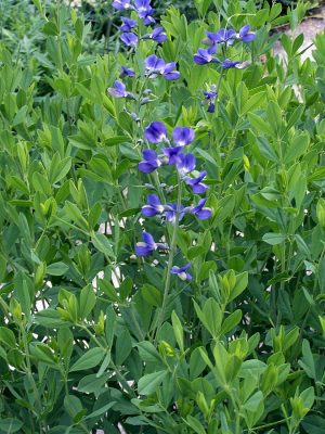 BAPTYSJA BŁĘKITNA - BAPTISIA AUSTRALIS