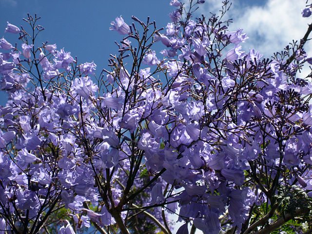 JAKARANDA - SZAFIROWE DRZEWKO RÓŻANE - JACARANDA