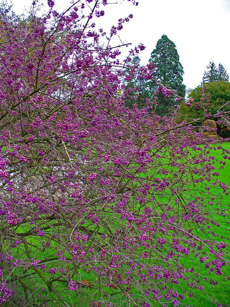 PIĘKNOTKA BODINIERA - KALIKARPA - CALLICARPA BODINIERI PROFUSION