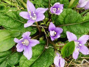 MANDRAGORA JESIENNA - MANDRAGORA AUTUMNALIS