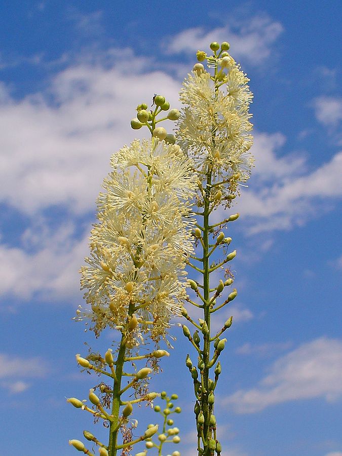 ŚWIECZNICA-PLUSKWICA - CIMICIFUGA RACEMOSA CORDIFOLIA
