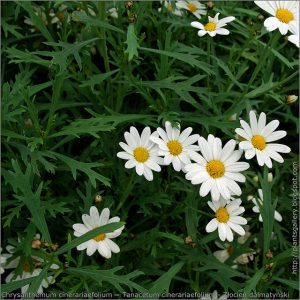 ZŁOCIEŃ DALMATYŃSKI - POGROMCA KOMARÓW i MRÓWEK W OGRODZIE - CHRYSANTHEMUM CINERARIIFOLIUM