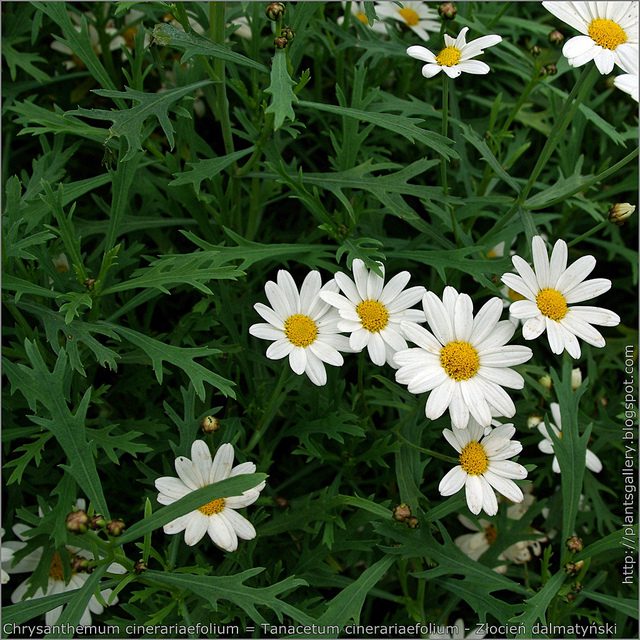 ZŁOCIEŃ DALMATYŃSKI - POGROMCA KOMARÓW i MRÓWEK W OGRODZIE - CHRYSANTHEMUM CINERARIIFOLIUM