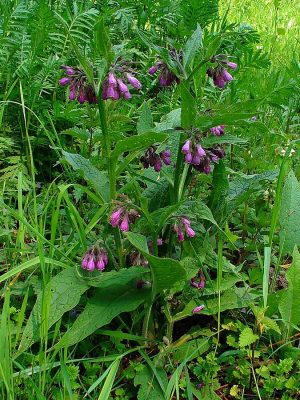 ŻYWOKOST LEKARSKI - SYMPHYTUM OFFICINALE