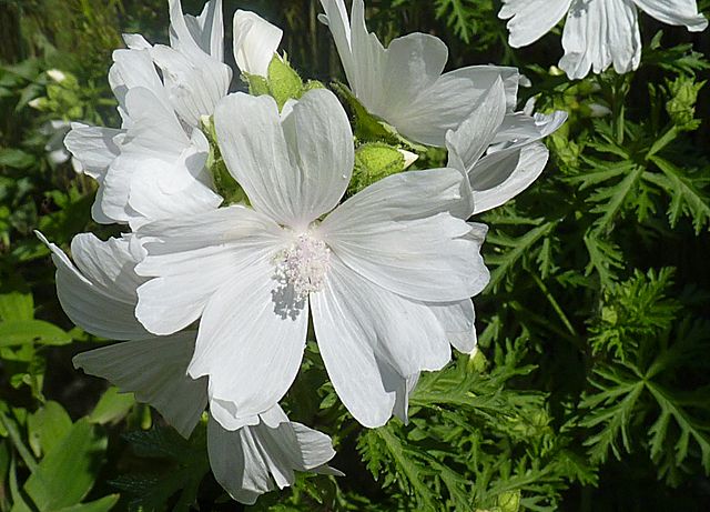ŚLAZ PIŻMOWY BIAŁY- MALVA MOSCHATA
