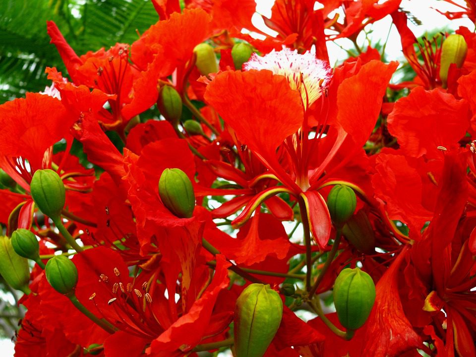 DELONIX REGIA - WIANOWŁOSTKA KRÓLEWSKA