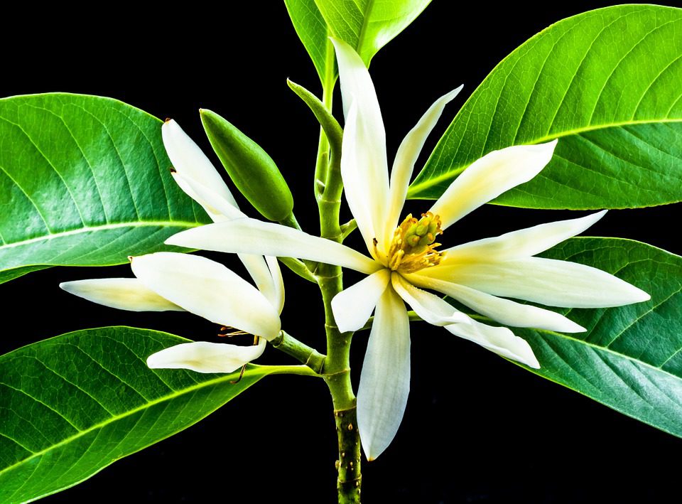 MICHELIA FIGO - DROGIE PERFUMY !