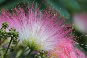 ALBICJA - ŚWIECĄCE DRZEWO ZŁAMANYCH SERC - ALBIZIA JULIBRISSIN ROSEA
