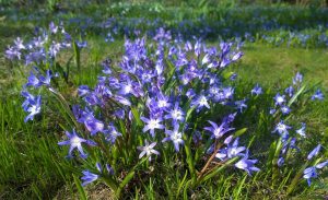 CEBULICA SYBERYJSKA - SCILLA SIBIRICA