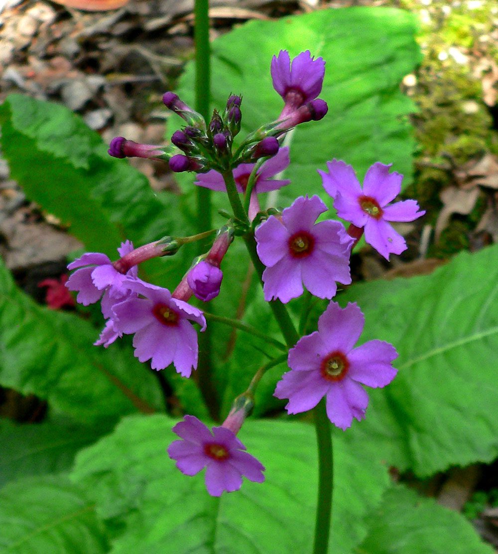 PIERWIOSNEK JAPOŃSKI - PRIMULA JAPONICA
