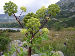 ARCYDZIĘGIEL - ZIELE DUCHA ŚWIĘTEGO – ANGELICA ARCHANGELICA