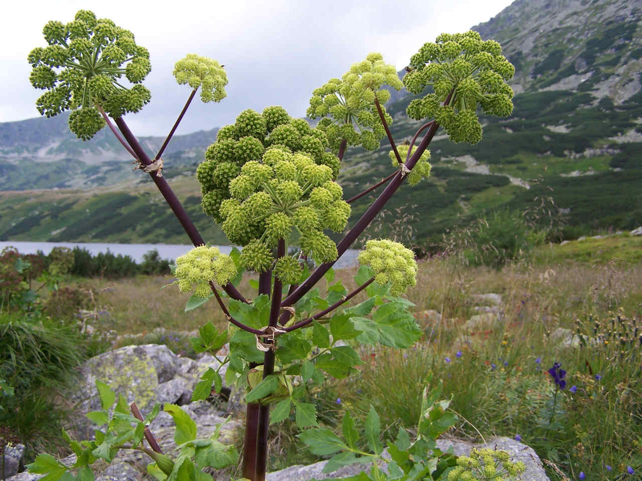 ARCYDZIĘGIEL - ZIELE DUCHA ŚWIĘTEGO – ANGELICA ARCHANGELICA