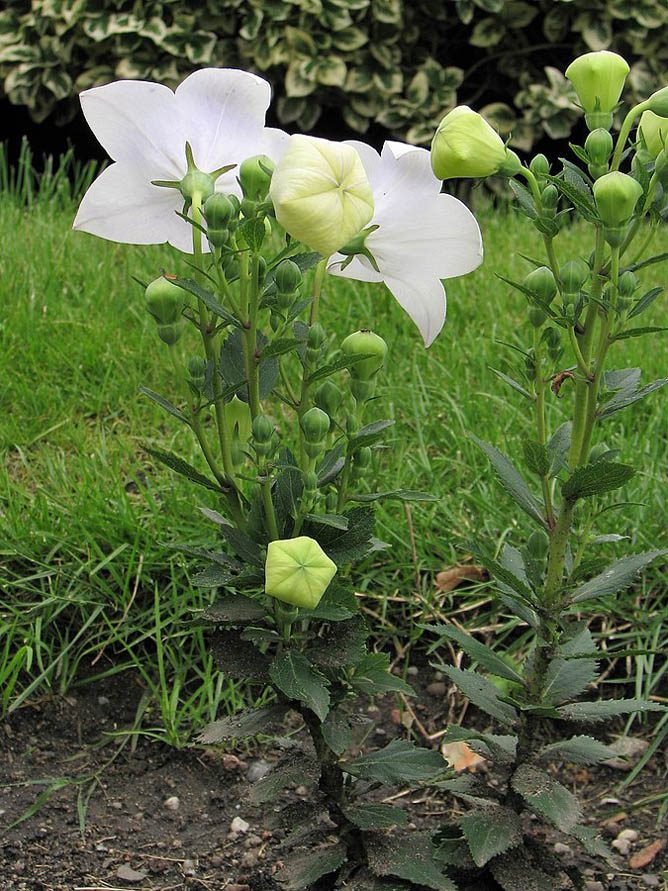 ROZWAR BIAŁY - PLATYCODON GRANDIFLORUM