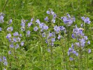 WIELOSIŁ BŁĘKITNY - POLEMONIUM COERULEUM