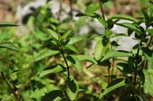 MIĘTA PIEPRZOWA - MENTHA PIPERITA