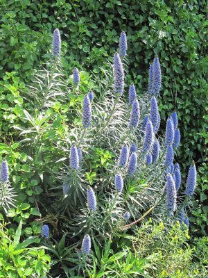 NIEBIESKIE MACZUGI - ŻMIJOWIEC WSPANIAŁY - ECHIUM CANDICANS