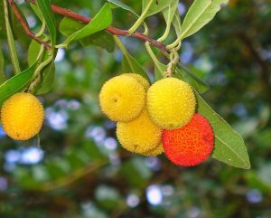 POZIOMKOWIEC - DRZEWKO TRUSKAWKOWE ! - ARBUTUS UNEDO