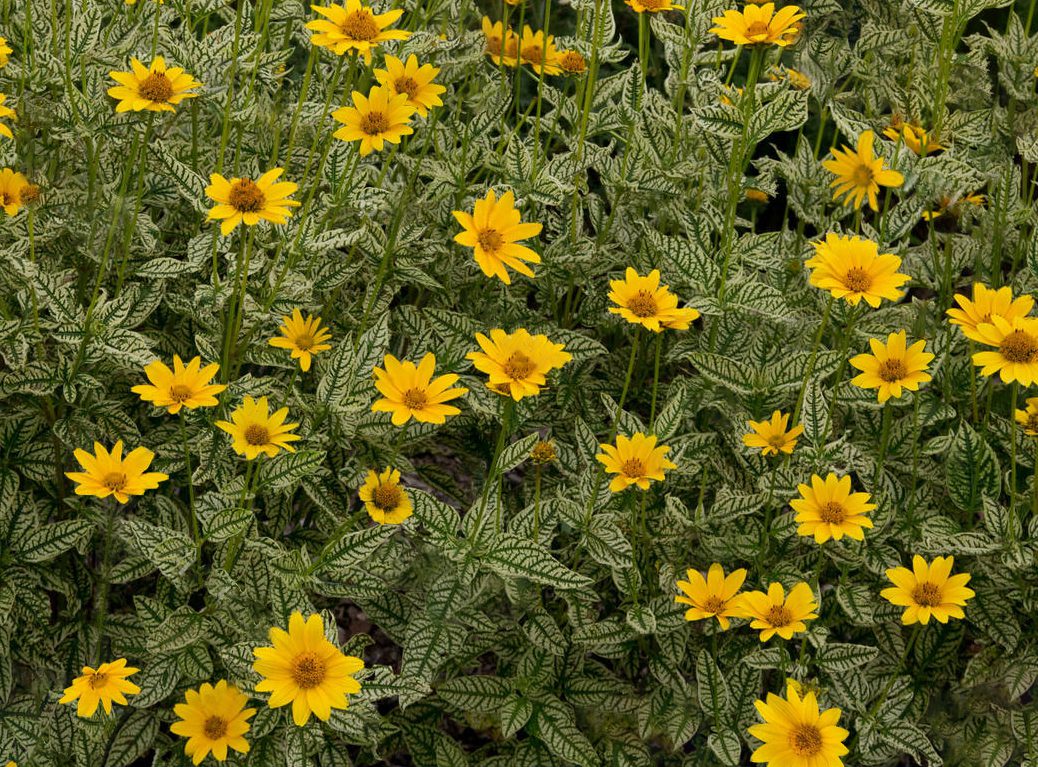 SŁONECZNICZEK SZORSTKI LORAINE SUNSHINE - HELIOPSIS HELIANTHOIDES