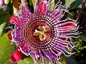 GIGANTYCZNA PASSIFLORA JADALNA - CO ZA OKAZ!!! - PASSIFLORA QUADRANGULARIS