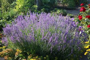 LAWENDA HIDCOTE BLUE - LAVANDULA ANGUSTIFOLIA