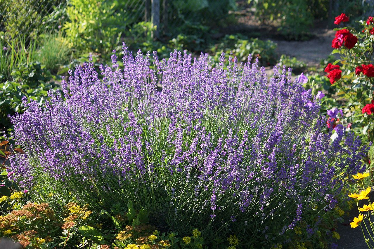LAWENDA HIDCOTE BLUE - LAVANDULA ANGUSTIFOLIA