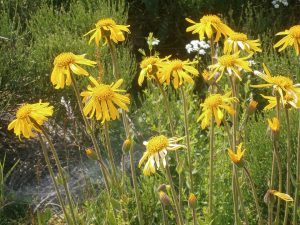 ARNIKA GÓRSKA - ARNICA MONTANA - RATUNEK DLA ŻYŁ