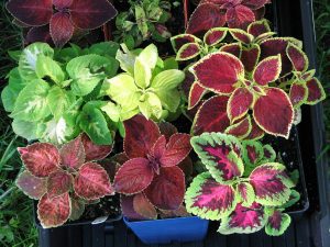KOLEUS - POKRZYWKA BRAZYLIJSKA - MIX KOLORÓW - COLEUS
