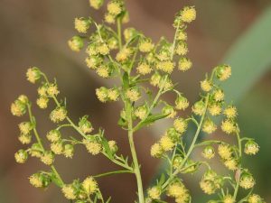 BYLICA ROCZNA - ANTYRAK,BORELIOZA - ARTEMISIA ANNUA