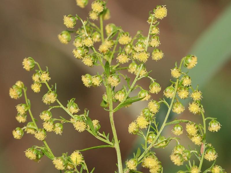 BYLICA ROCZNA - ANTYRAK,BORELIOZA - ARTEMISIA ANNUA