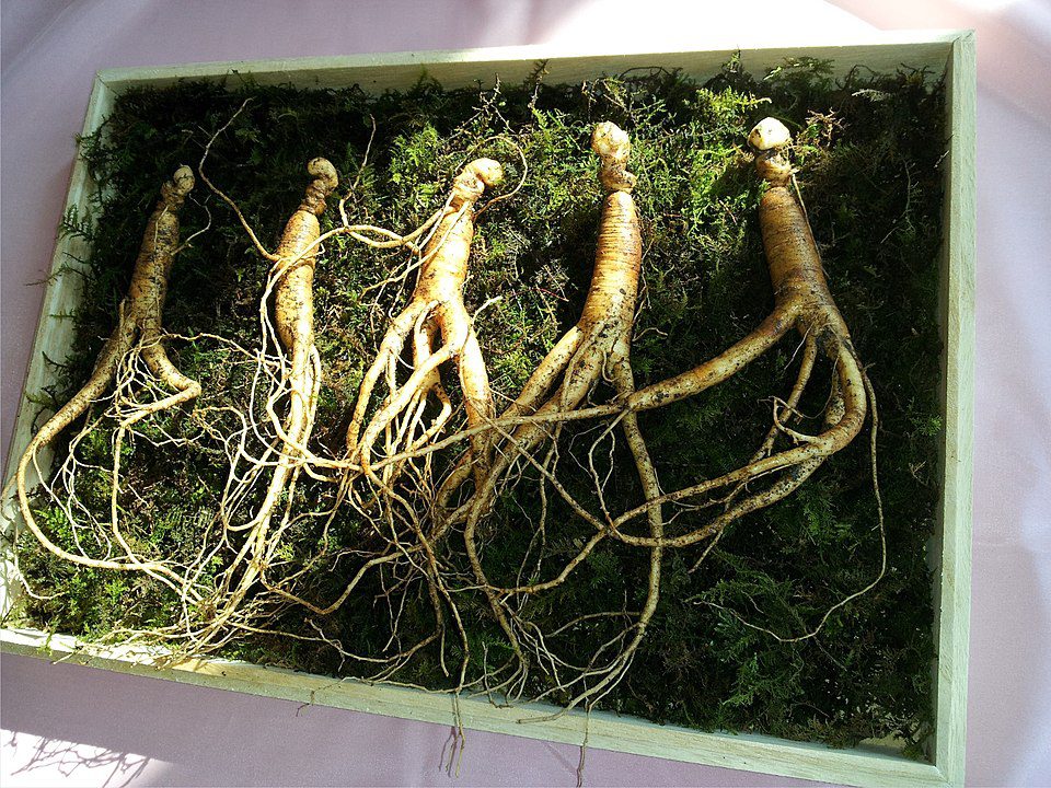 WALKA ZE STRESEM - ŻEŃSZEŃ CHIŃSKI- PANAX GINSENG