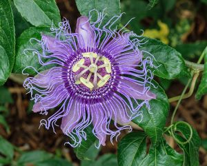 MROZOODPORNA PASSIFLORA CIELISTA - PASSIFLORA INCARNATA